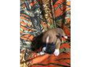 Boxer Puppy for sale in Marlette, MI, USA