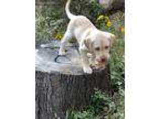 Labrador Retriever Puppy for sale in Batavia, OH, USA