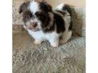 Havanese Puppy for sale in Williamstown, KY, USA