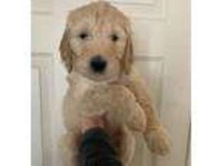 Goldendoodle Puppy for sale in Colleyville, TX, USA