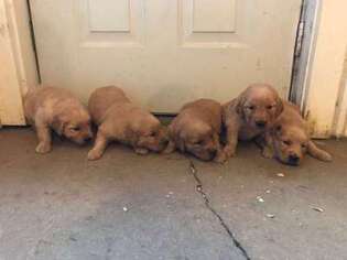 Golden Retriever Puppy for sale in Townville, SC, USA
