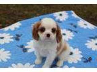 Cavalier King Charles Spaniel Puppy for sale in Pittsburg, OK, USA