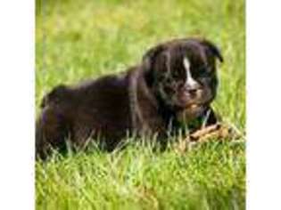 French Bulldog Puppy for sale in Mc Nabb, IL, USA