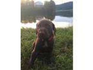 German Shorthaired Pointer Puppy for sale in Calvin, WV, USA