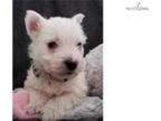 West Highland White Terrier Puppy for sale in Sandusky, OH, USA