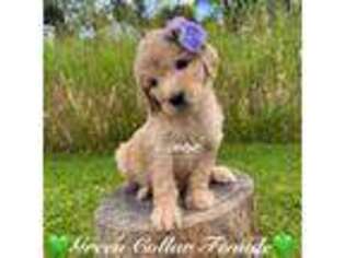 Goldendoodle Puppy for sale in Wappingers Falls, NY, USA
