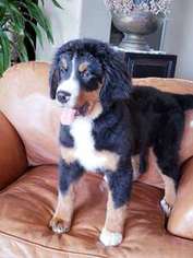 Bernese Mountain Dog Puppy for sale in Orange, CA, USA