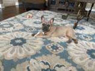 French Bulldog Puppy for sale in Waterville, OH, USA