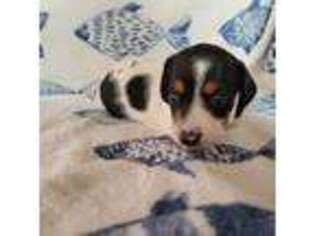 Dachshund Puppy for sale in Torrance, CA, USA