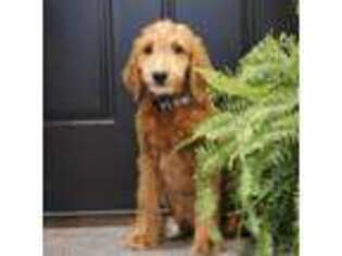 Goldendoodle Puppy for sale in Rock Valley, IA, USA