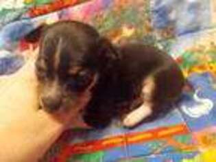 Rat Terrier Puppy for sale in Archer, FL, USA