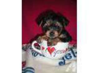 Yorkshire Terrier Puppy for sale in SAN ANTONIO, TX, USA