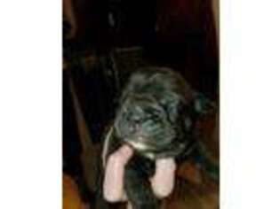 Olde English Bulldogge Puppy for sale in Rathdrum, ID, USA