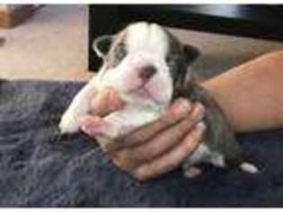 Boston Terrier Puppy for sale in Lyons, CO, USA