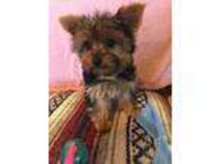 Yorkshire Terrier Puppy for sale in Carrolltown, PA, USA