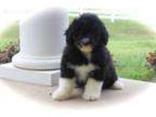 Portuguese Water Dog Puppy for sale in Dallas, TX, USA