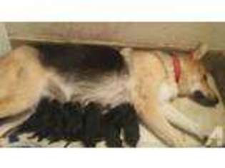 German Shepherd Dog Puppy for sale in KEENE, TX, USA