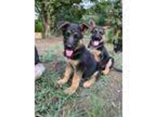 German Shepherd Dog Puppy for sale in Eagle Creek, OR, USA