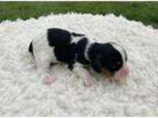 Cavalier King Charles Spaniel Puppy for sale in Reinholds, PA, USA
