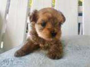 Yorkshire Terrier Puppy for sale in Newton, NC, USA