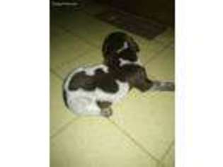 German Shorthaired Pointer Puppy for sale in Middlebury, IN, USA