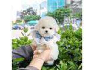Bichon Frise Puppy for sale in Memphis, TN, USA