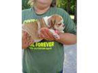 Bulldog Puppy for sale in Edwards, MO, USA