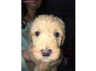 Labradoodle Puppy for sale in Cheraw, SC, USA