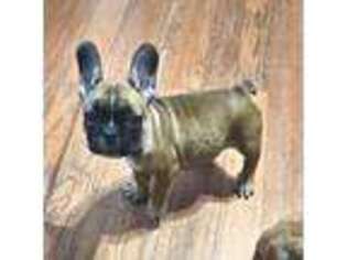 French Bulldog Puppy for sale in Greenville, SC, USA