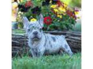 French Bulldog Puppy for sale in Bronx, NY, USA