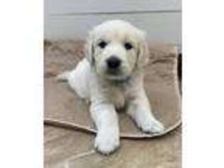Golden Retriever Puppy for sale in Pinnacle, NC, USA