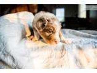 Australian Shepherd Puppy for sale in Allentown, PA, USA