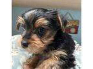 Yorkshire Terrier Puppy for sale in Blythe, GA, USA