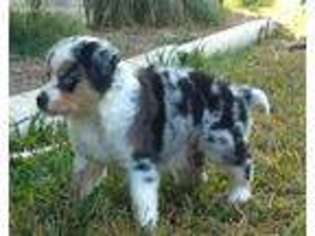 Miniature Australian Shepherd Puppy for sale in Clarksville, TX, USA