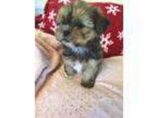 Shorkie Tzu Puppy for sale in Wingate, NC, USA