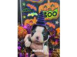 Boston Terrier Puppy for sale in Yuba City, CA, USA