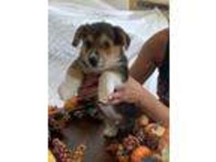 Pembroke Welsh Corgi Puppy for sale in Temecula, CA, USA