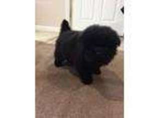 Chow Chow Puppy for sale in Sunman, IN, USA