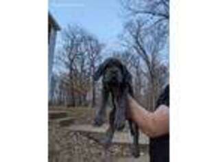 Neapolitan Mastiff Puppy for sale in Marlboro, NJ, USA