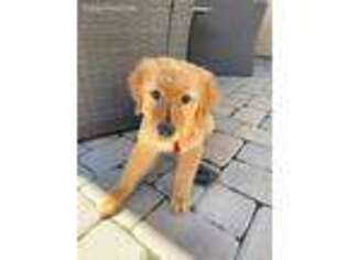 Golden Retriever Puppy for sale in San Diego, CA, USA