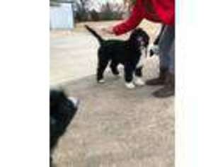 Mutt Puppy for sale in Muldrow, OK, USA