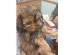 Shorkie Tzu Puppy for sale in Selden, NY, USA
