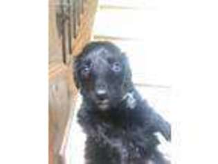 Mutt Puppy for sale in Newport, KY, USA