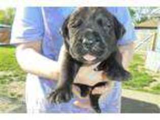 Boerboel Puppy for sale in South Bend, IN, USA