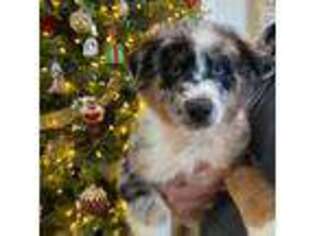 Australian Shepherd Puppy for sale in Burlington, CT, USA