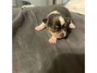 Chihuahua Puppy for sale in Lodi, CA, USA