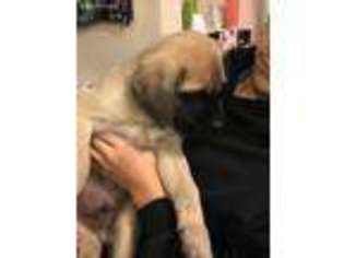 Mastiff Puppy for sale in Markesan, WI, USA