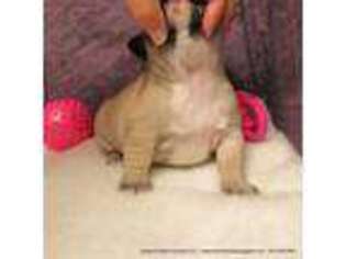 French Bulldog Puppy for sale in DRAIN, OR, USA