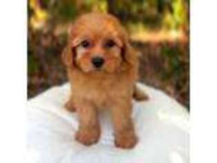 Goldendoodle Puppy for sale in Ben Wheeler, TX, USA