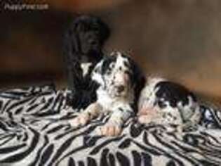 Great Dane Puppy for sale in New Braunfels, TX, USA